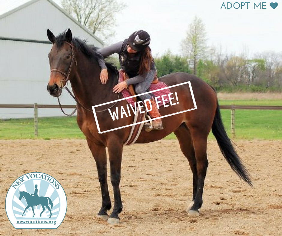 NewVocations's tweet photo. WAIVED FEE! Mr. Macchiato just wants to be loved &amp; hugged &amp; fed carrots, could he be the #RightHorse for you? ❤️🐴🥕https://t.co/uHx19VDYXb https://t.co/QJSzTAnjCg