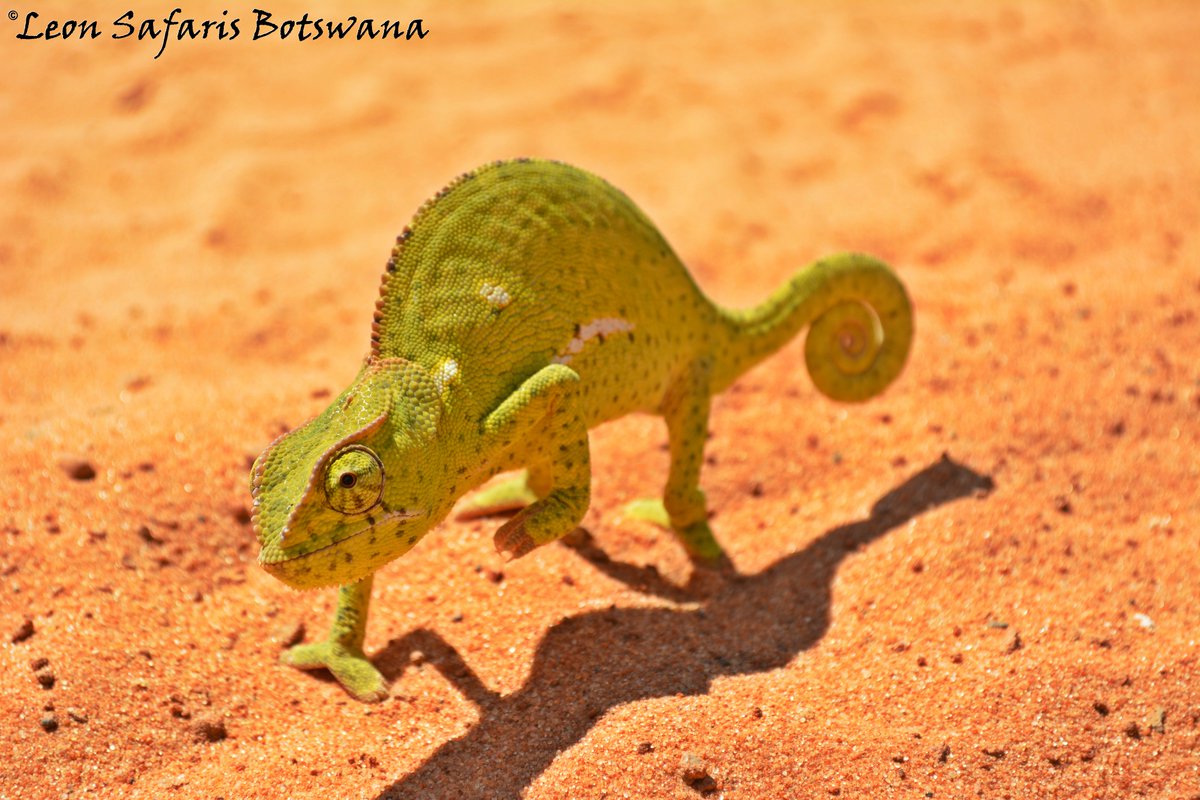 LeonSafaris's tweet photo. Slow and steady gets you there . #GoSlow #MicroSafari #chameleons #photography #Botswana #Chobe #LeonSafaris #SafariTime https://t.co/GBnpunnKYQ