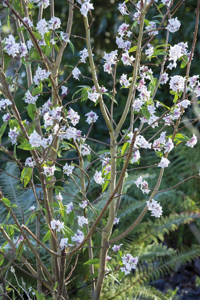 countryandtown's tweet photo. Looking for the best #annuals & #biennials #plants for your #garden? We find the top 10 with #ValBourne -
https://t.co/L6ytljHVwI https://t.co/X5ZY5ywsKi