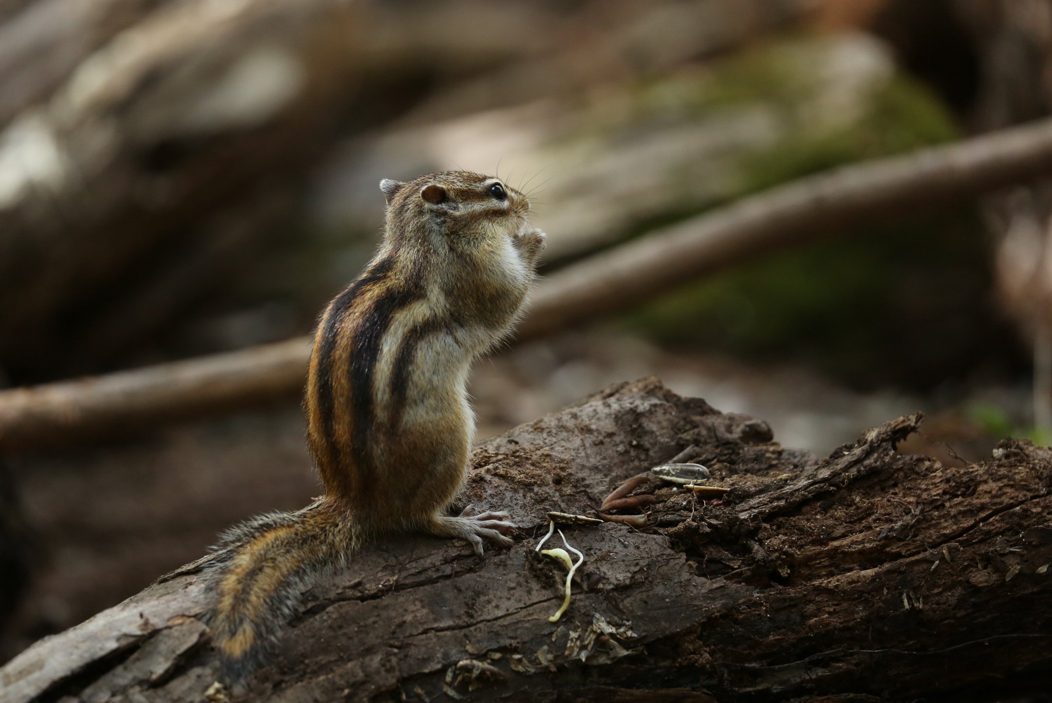 リス C_dzP3aUQAAM62a.jpg:large