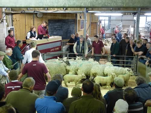 Stackyard tweet media