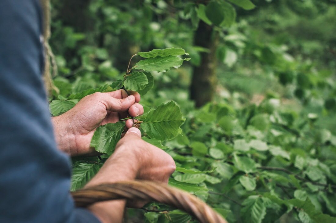 kilnseypark's tweet photo. We're very excited about our foraging event with Matt from @edenwildfood on June 3rd - perfect for you foodies! https://t.co/BFEZ5uBSNJ https://t.co/KMR1gGAQOC
