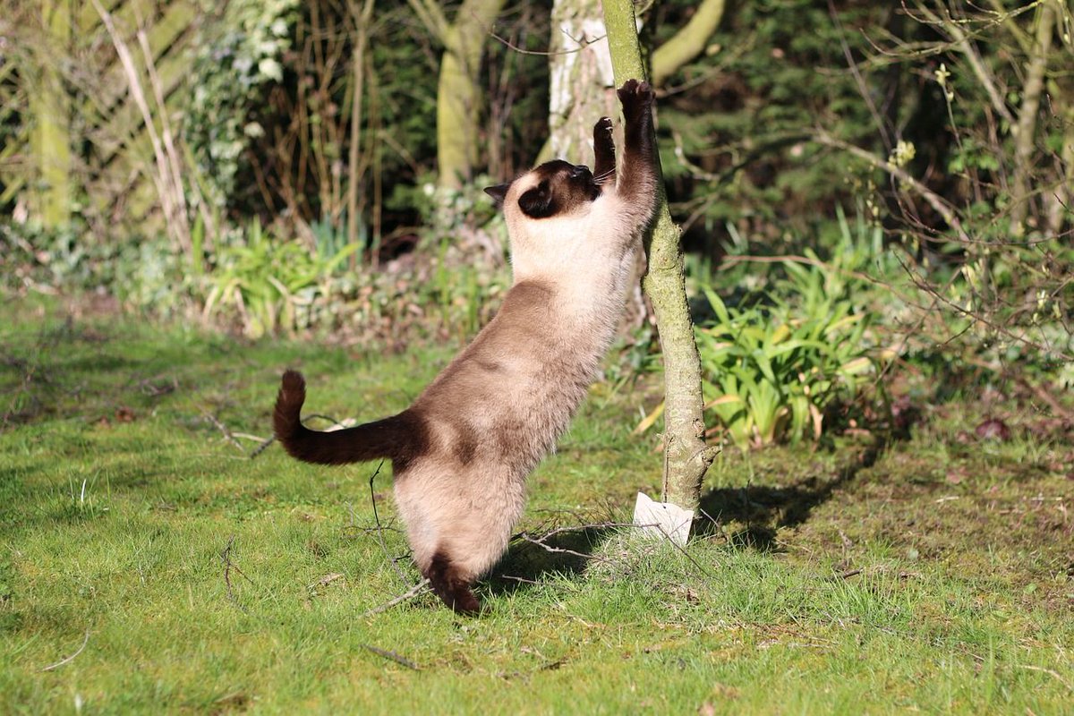 Chatjadore's tweet photo. 😍Profitons du soleil !!! 🐾 Pour faire un peu d'exercices ⭐️ #chatjadore https://t.co/MEgZd5Gwse
