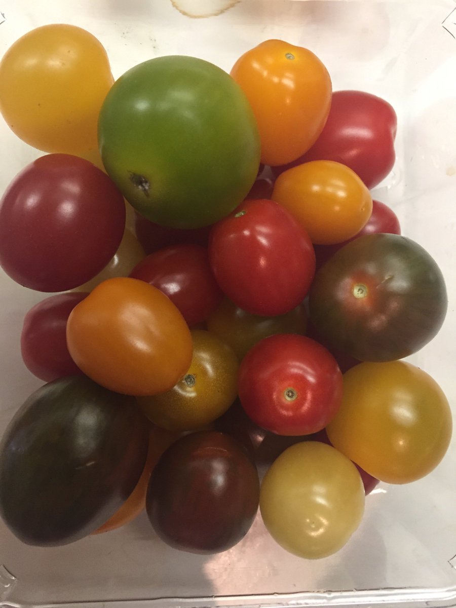 bee_conservancy's tweet photo. No bees, no tomatoes. Thank you #bees! And shout out to #bumblebees, who are exceptionally great at pollinating #tomato #blooms. #gardening https://t.co/43EB8Ca6bJ
