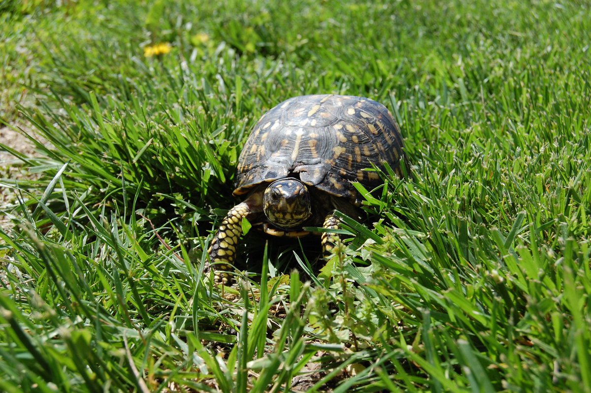 WildlifeEpiLab's tweet photo. Took our #turtlepatient for a walk! Her dislocated shoulder is healed and she is getting around great! #timeforrelease #turtlemedsuccess https://t.co/wwlaSKW6hs