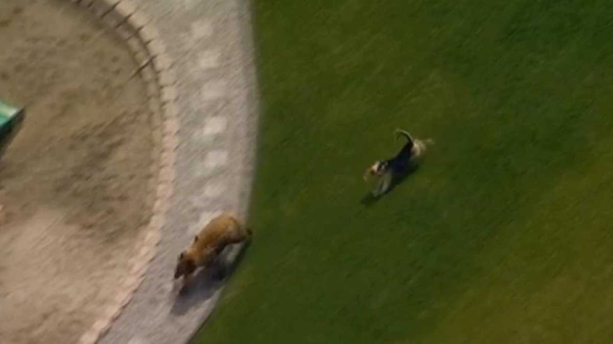 VIDEO Dog chases bear out of backyard bit.ly/2q3nQ2H https://t.co/kcRFW2BNaI