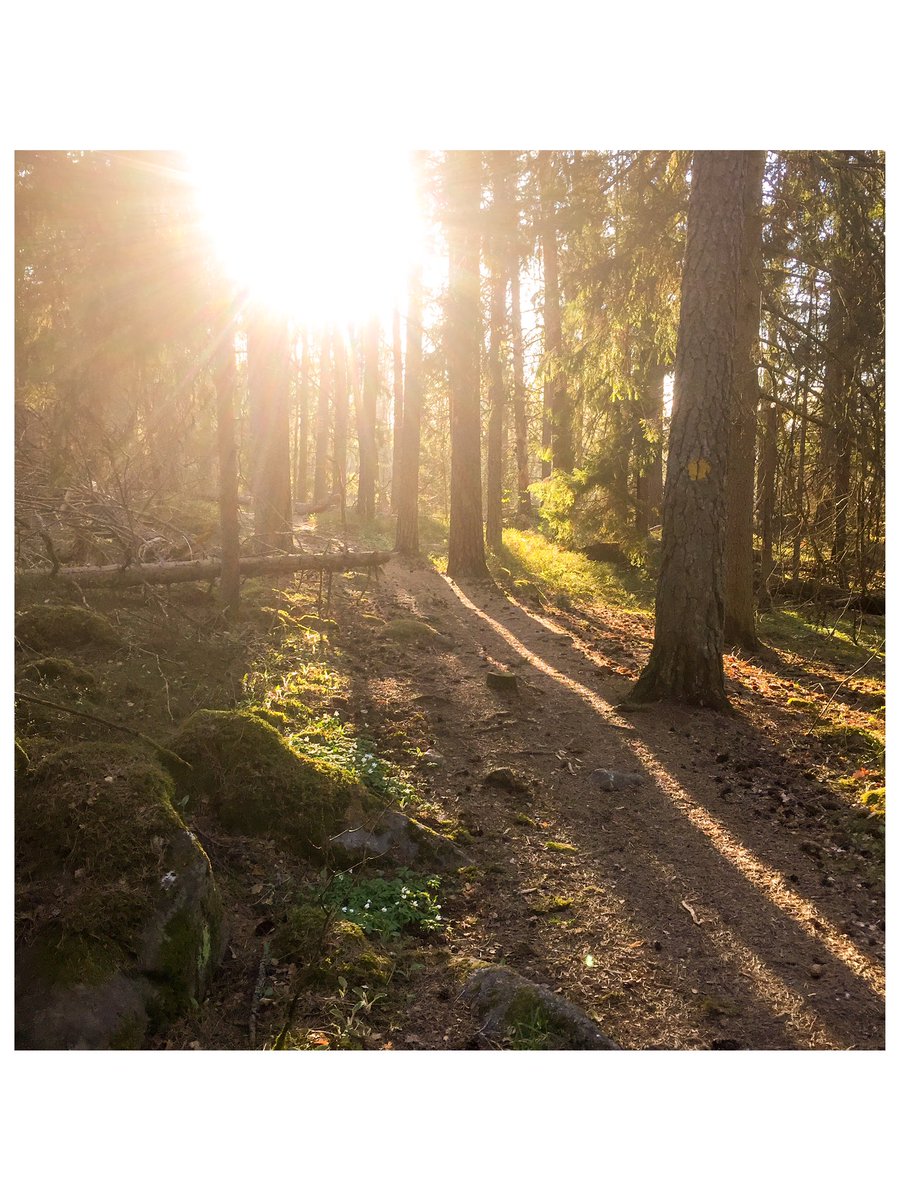 NLagberg's tweet photo. Den är bra schysst ändå, den där skogen☺️👌🌲 https://t.co/bD60sJAaY7