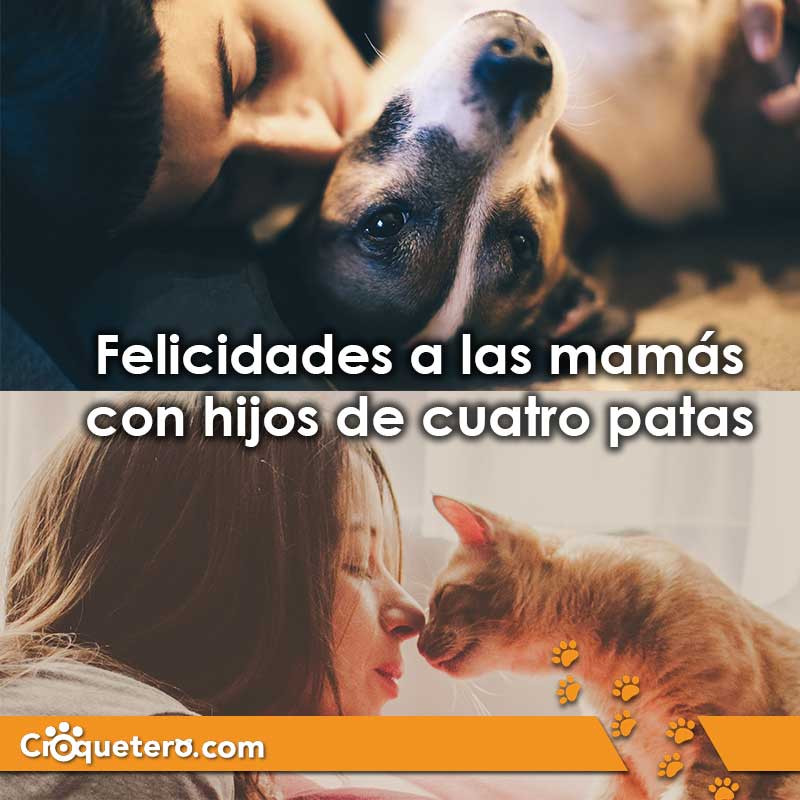 soycroquetero's tweet photo. #FelizDíaDeLasMadres a todas quienes cuidan, protegen y aman a un hijo de cuatro patas. https://t.co/XDPIxoMZUI