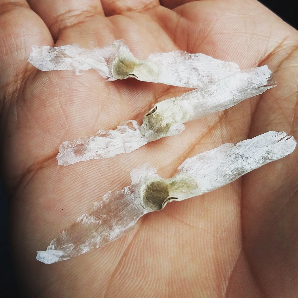 bololo_lab's tweet photo. #PáraleBolas Estamos en época de helicopteritos. Vuelan anticipando la lluvia para nacer en el momento oportuno. #PalMonte #CalibreCaribe https://t.co/lsR7svdoVU