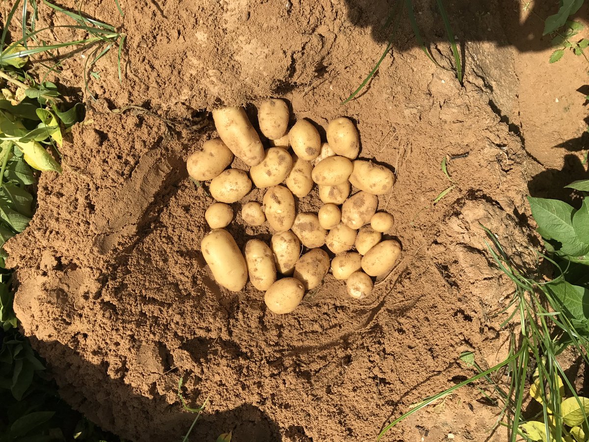 theMC_Gowan's tweet photo. Visiting customers farm near Nubaria, Egypt today. Nieta for French frys at 90 days, lots of potential left #heavyyield #frenchfrys https://t.co/XycTGn4gco