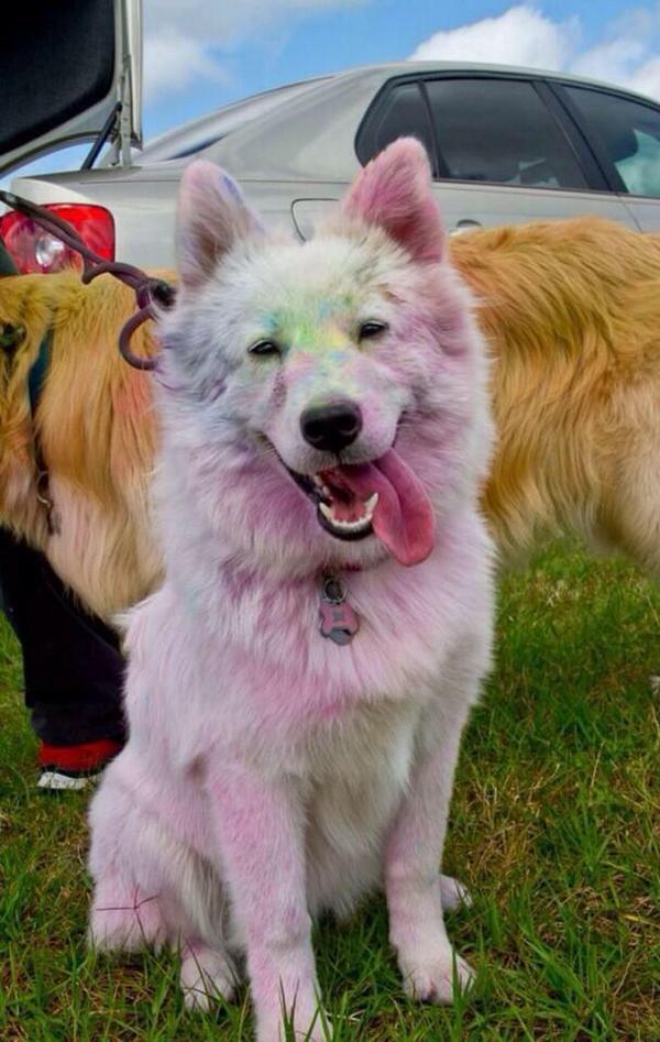 if ur ever feelin sad just look at this pup after doing a color run 😊