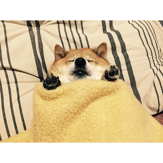 Cute Animals Pix tweet media