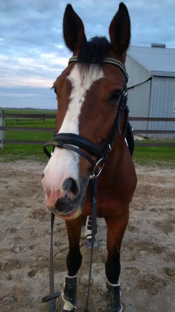 DressageAmanda9's tweet photo. Training going so well for @ManeEventExpo this wknd #dressageclinic #dressagerider #2ndlevelprep @horsemom2016 https://t.co/Cc9RsyAjUA