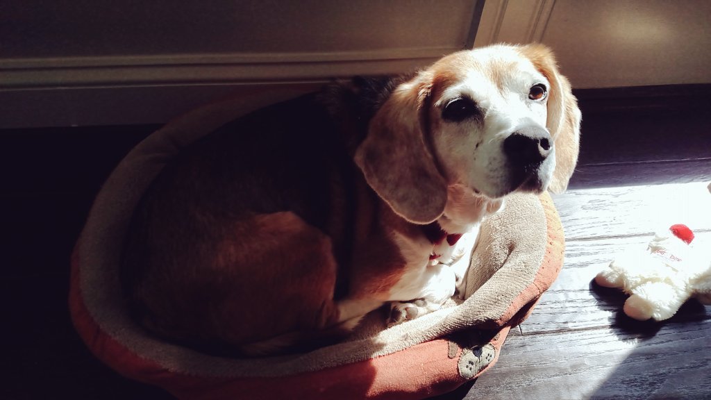buckeyela9's tweet photo. Just me &amp; my BFF Pickles hanging out in this giant new house. #dogs #sweetbeagle https://t.co/Itiu3vd1oL