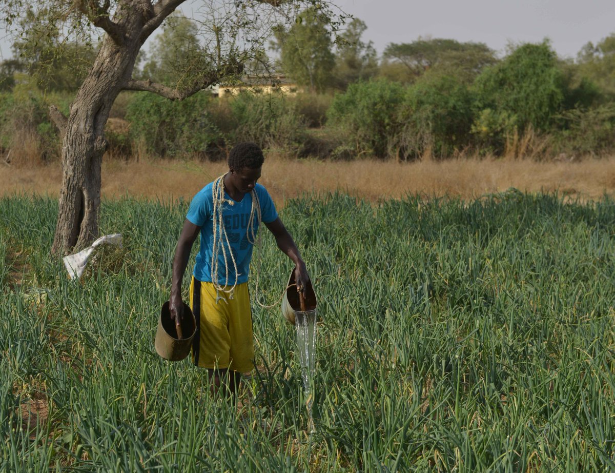 Our <a href="/Sambou_Coly/">sambou coly</a> writes about a #smallholder farmer he met in #Senegal and how so little could transform his life bit.ly/2q1nrhc