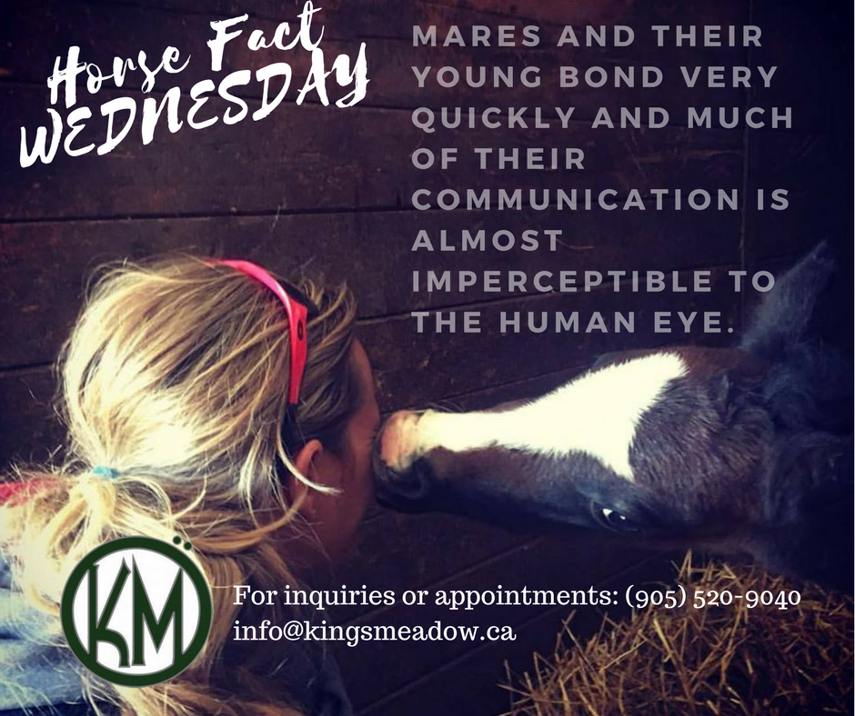 Horse Fact Wednesday: #training #breeding #EquestrianCentre #Hunter #jumper #KingsMeadowEC  #Andalusian #PuslinchOn #HamiltonOn