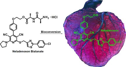 ChemMedChem's tweet photo. #Adenosine A1 receptor #PartialAgonist neladenoson bialanate to treat #HeartFailure @Bayer https://t.co/3c0JgudHGc https://t.co/MCbjlZLkQ8