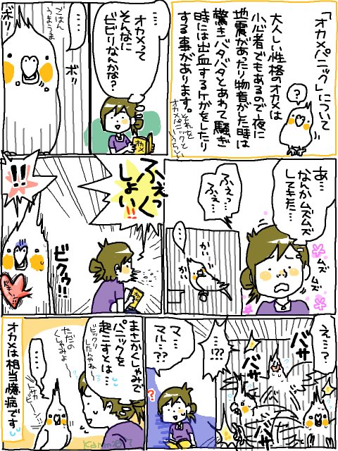 オカメインコはとても臆病で、地震や予期せぬ音等に驚いて、我を忘れて飛び回る為、頭をぶつけたり羽を引っかけたりして怪我をしやすく、最悪の場合は命を落とした子もいると見かけました。飼い主も迅速に察知して宥めるのに必死です(過去にオカメパニックについて描いたマンガも貼り付けておきます) 