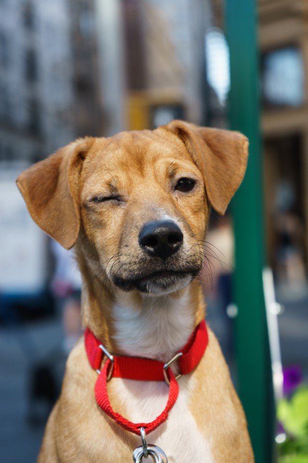 Pure Yoga (@pureyoganyc) on Twitter photo Join us for a vinyasa class, then stay to play with puppies. All proceeds go to <a href="/MuddyPawsRescue/">Muddy Paws</a> bit.ly/2pjBgZg Join us for a vinyasa class, then stay to play with puppies. All proceeds go to <a href="/MuddyPawsRescue/">Muddy Paws</a> bit.ly/2pjBgZg