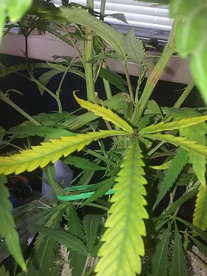 cmartin0725's tweet photo. Super silver haze #buddhastree #cleanroots #sativa #greenhouseseedco https://t.co/AmaBXhC8WZ