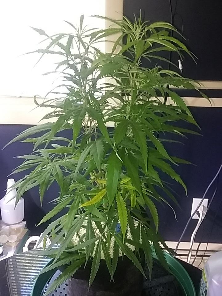 cmartin0725's tweet photo. Super silver haze #buddhastree #cleanroots #sativa #greenhouseseedco https://t.co/AmaBXhC8WZ