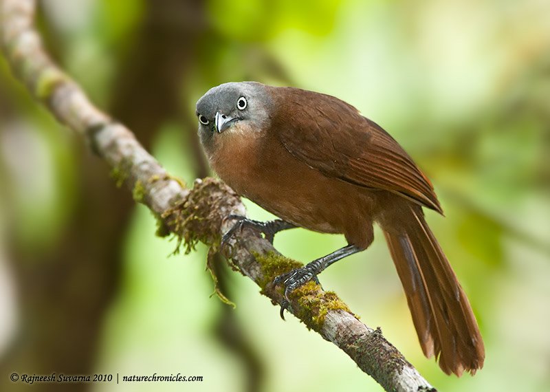 everybird (retired) (@_everybird_) on Twitter photo BIRD #4,765
Ashy-headed Laughingthrush
(Garrulax cinereifrons) BIRD #4,765
Ashy-headed Laughingthrush
(Garrulax cinereifrons)