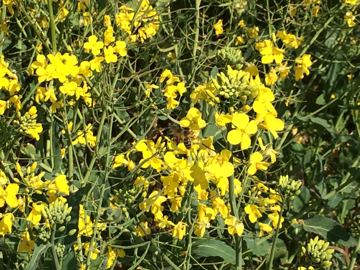 Volgens mij zitten alle #bijen, hommels, vlinders en heersbeestjes van <a href="/gemeenteburen/">Gemeente Buren</a> bij ons #koolzaad vanmiddag <a href="/Brassicaolie/">Brassica</a> #mooiplaatje
