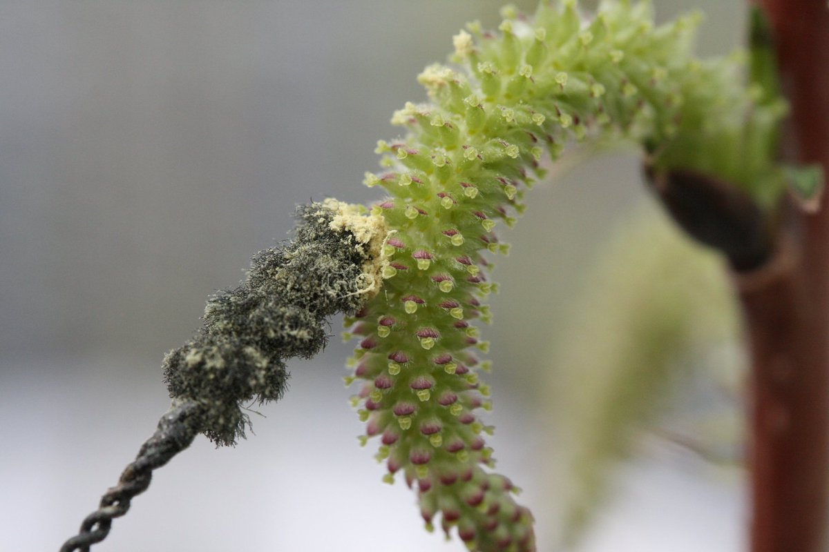 AgEnergy's tweet image. Controlled pollination of #willow | Photograph by: Larry Smart, @Cornell. More at: farmenergymedia.extension.org/images #bioenergy #biomass