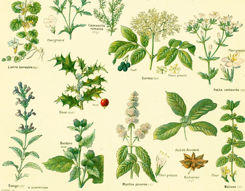 Herb Leaves Identification Chart