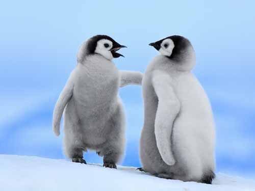 愛くるしい赤ちゃんペンギンの高画質な画像まとめ 写真まとめサイト Pictas