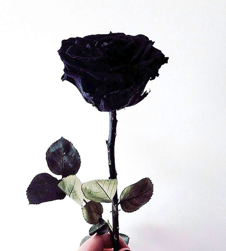 ThePoshFlyer's tweet photo. She was a rose in the hands of those who didn't intend to love her. 🌹 https://t.co/wxBVAAQEaH
