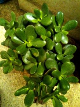 BodyWashNBZ's tweet photo. Bathroom Plants: Tips For Using Plants In Bathrooms https://t.co/dch26yQMMB