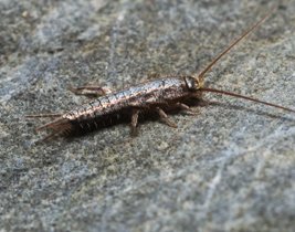 Pestokil1's tweet photo. For Silverfish Control and Removal contact us today on 020 8857 4237 #pestcontrol #SilverfishRemoval https://t.co/wwYNiMifGj