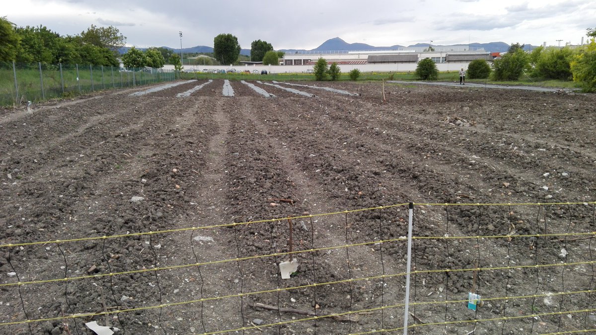 CfppaM's tweet photo. Les pommes de terre sortent, la parcelle est protégée contre les lapins et le goutte à goutte est installé. https://t.co/Horaxykw35