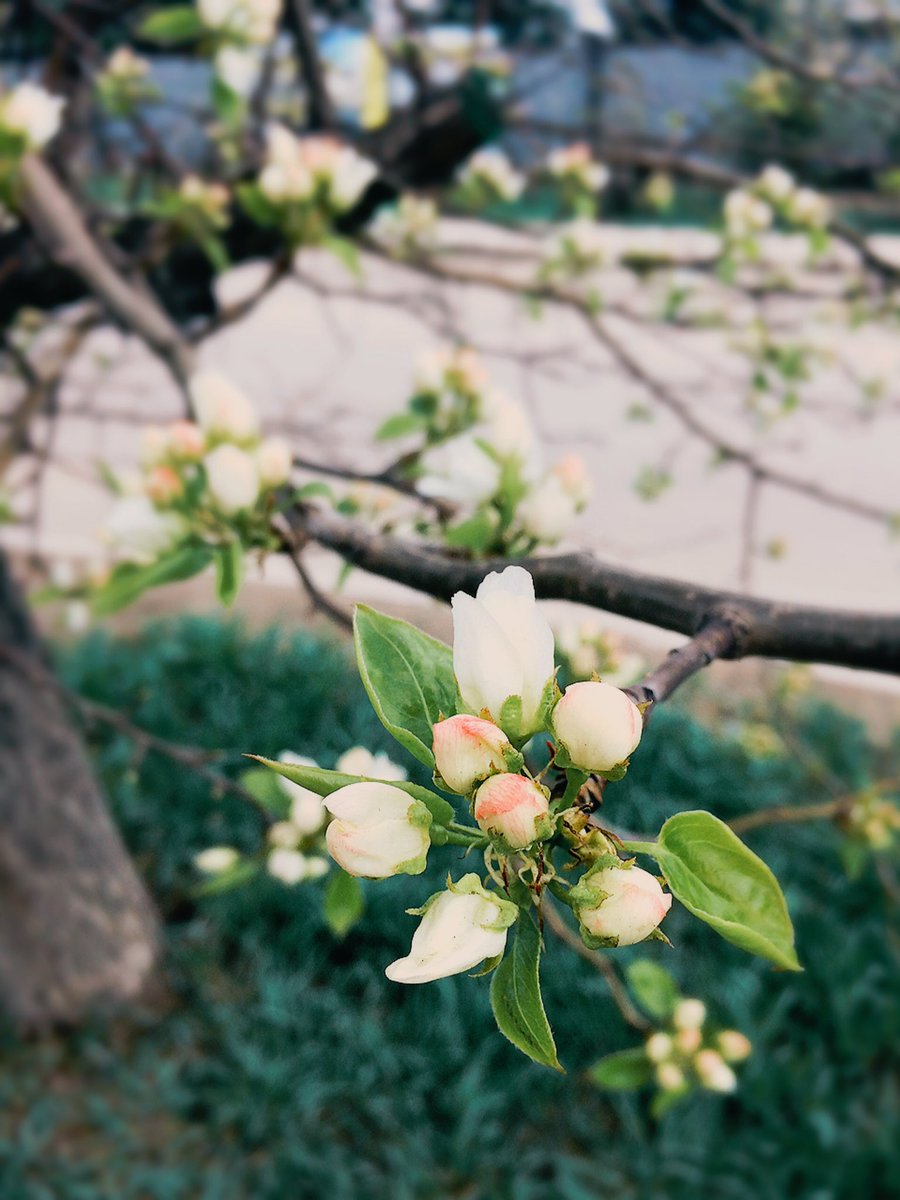 tarasyukolesik's tweet image. #весна #magicspring