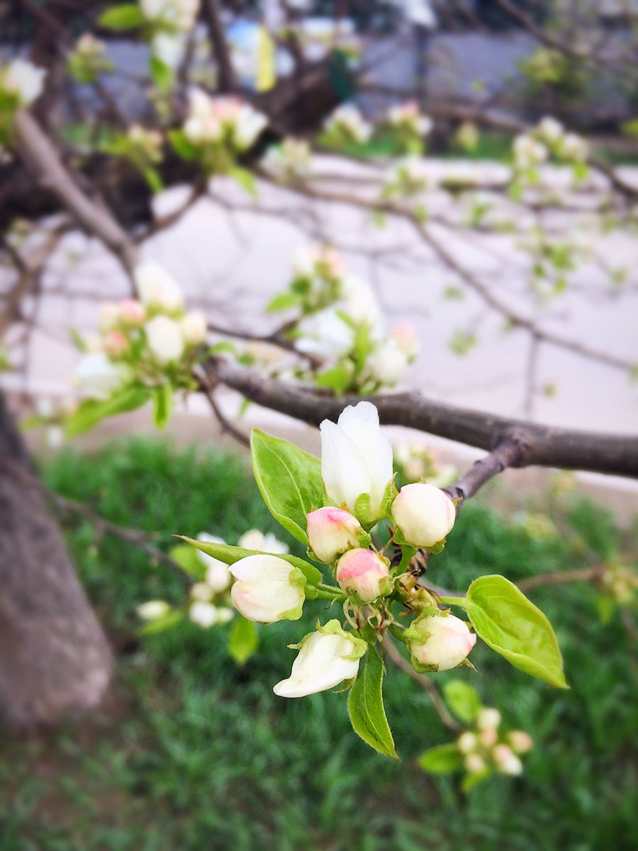 tarasyukolesik's tweet image. #весна #magicspring