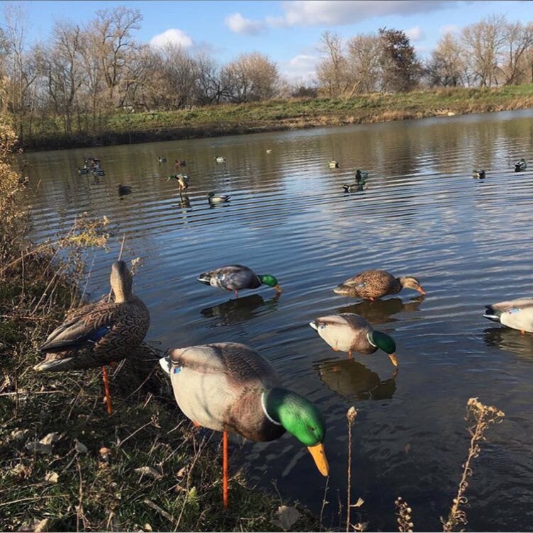 MP_waterfowl's tweet photo. Waiting for his time of year again. https://t.co/YNk9q1FIKO