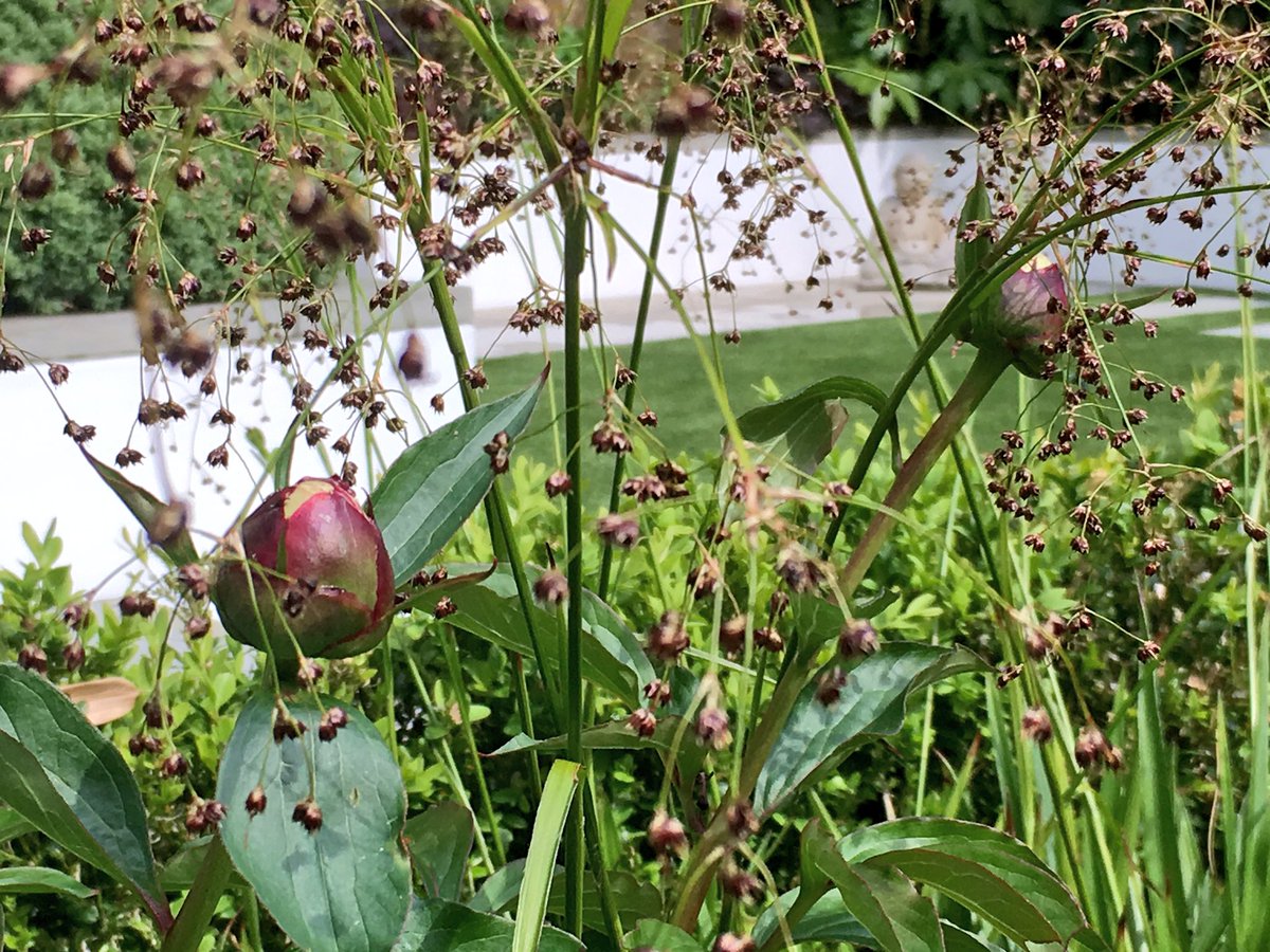 mark_latchford's tweet photo. Contemporary London garden #waterblade #renderedwall #sawngreyyorkstone #peoney #grasses #treefern #heuchera #hebe #acer https://t.co/LMGigTVck3