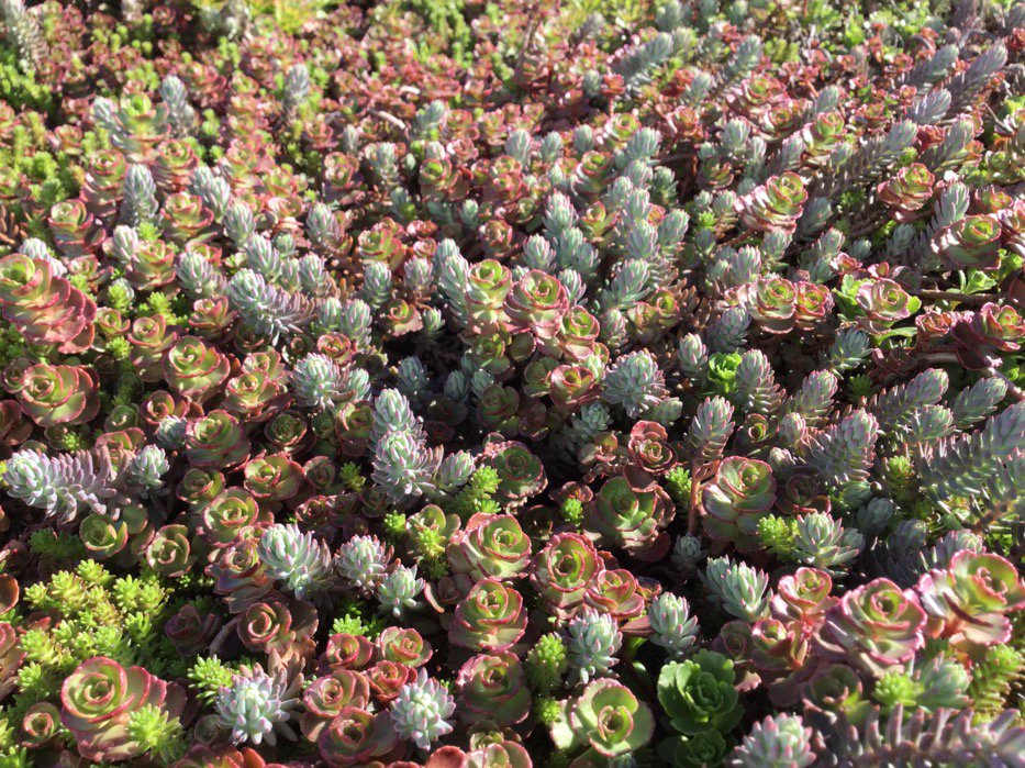 FurbishGreen's tweet photo. Plant diversity is not only beautiful, but practical, providing you with continuous coverage! #greenroof #EcoCline https://t.co/ttUIL1uhfS