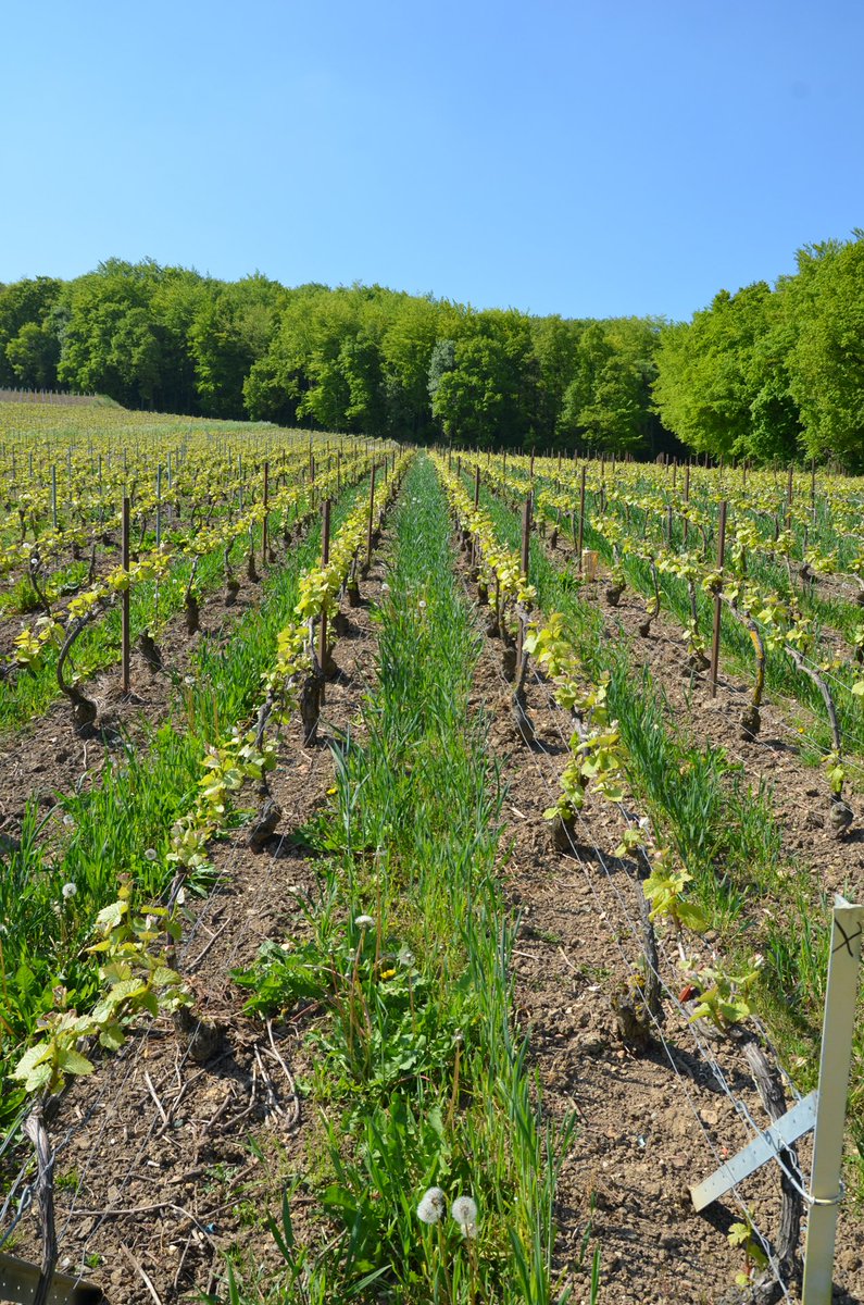 Champagne's tweet image. L’enherbement en #Champagne a triplé en 10 ans. Il permet de réduire le ruissellement, l’érosion et la pollution des eaux de surface.