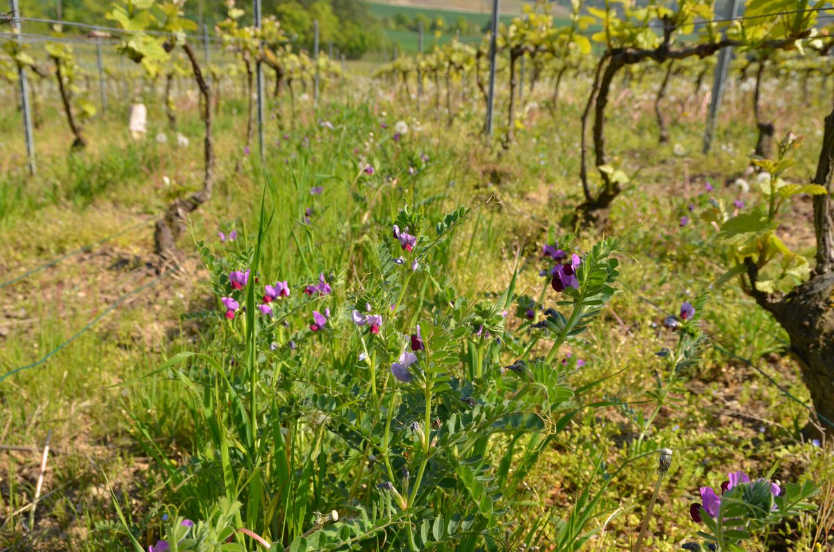 Champagne's tweet image. L’enherbement en #Champagne a triplé en 10 ans. Il permet de réduire le ruissellement, l’érosion et la pollution des eaux de surface.
