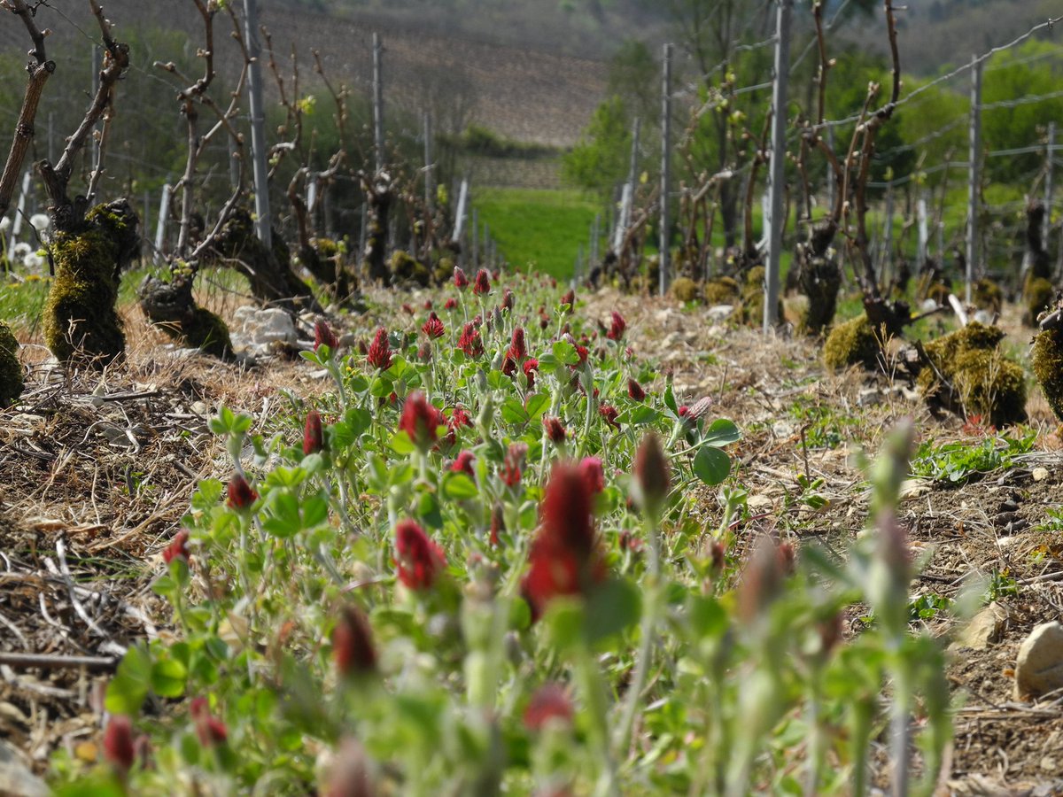 Champagne's tweet image. L’enherbement en #Champagne a triplé en 10 ans. Il permet de réduire le ruissellement, l’érosion et la pollution des eaux de surface.
