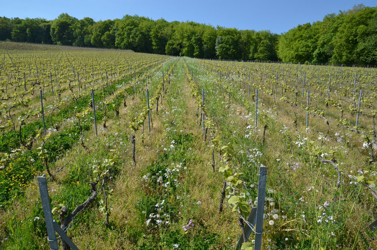 Champagne's tweet image. L’enherbement en #Champagne a triplé en 10 ans. Il permet de réduire le ruissellement, l’érosion et la pollution des eaux de surface.