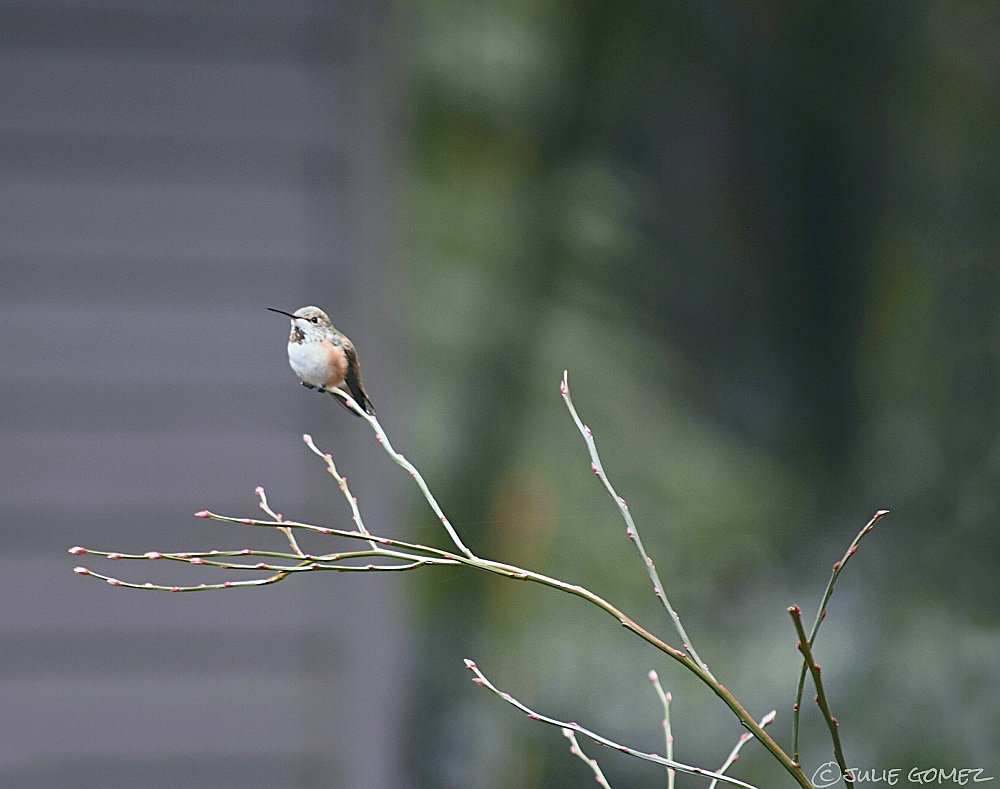 hummingbird returns
her favorite perch
a huckleberry twig #haiku #micropoetry #migrant #birds #RufousHummingbird ♀