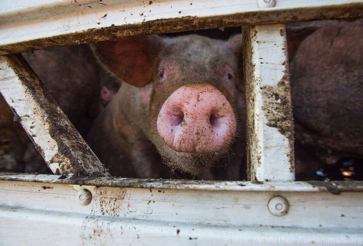 VeganInRomania's tweet photo. Cum ar fi dacă prima și ultima dată în care ai vedea lumina zilei ar fi în drum spre abator?
#DevinoVegan și nu contribui la suferința lor! https://t.co/3aXUQ80GBq