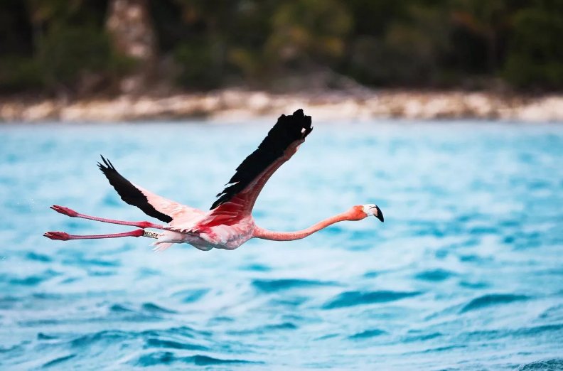 richardbranson's tweet photo. Few things I love more than seeing a flamboyance of flamingos flying above https://t.co/y7iK9cTbVU https://t.co/5VSjEHvyJJ