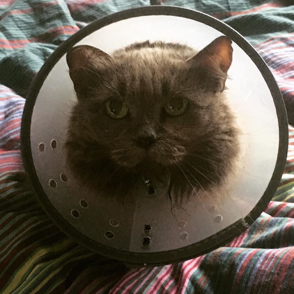 awestaway's tweet photo. My girl does sad cone face VERY well. #coneofshame #fluffybeast #catsofinstagram https://t.co/zLZ8NTFl6x https://t.co/l0tOhFxmBS