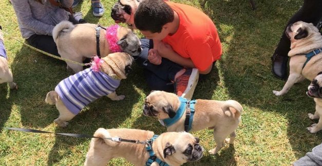 A sweet story to start your day: Boy With Autism Who LOVES Pugs Gets The Best Birthday Surprise
 &gt;&gt; thedodo.com/close-to-home/…