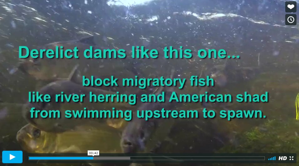CTEnvironment's tweet image. Enjoy new dam removal videos showing how we re-opened the upper Quinnipiac River to migratory fish! 🐟🐟🐟 #freethefish youtube.com/watch?v=zSIdBj…