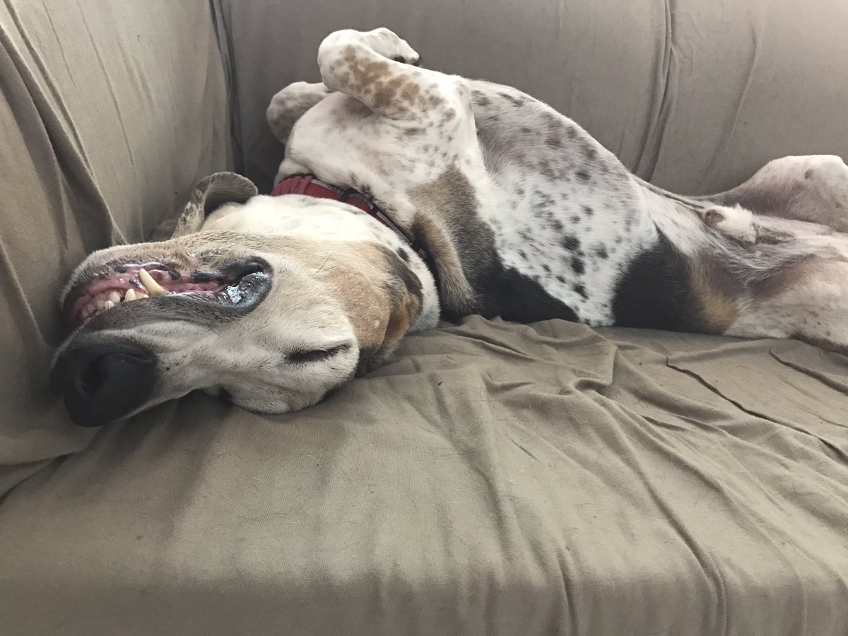 .<a href="/Bose/">Bose</a> This is Humphrey. He's a 10 year old basset hound that lives in Miami, Florida.